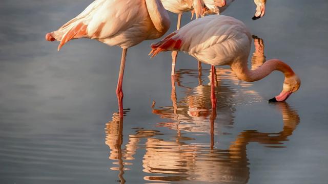 ecotourisme-flamants-camargue-paca-amouton.jpg