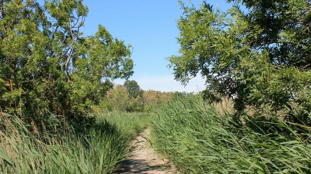 ecotourisme-marais-camargue-paca-cchillio.jpg