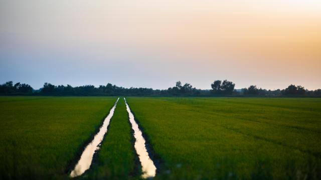 riziere-camargue-provence-VPacaut