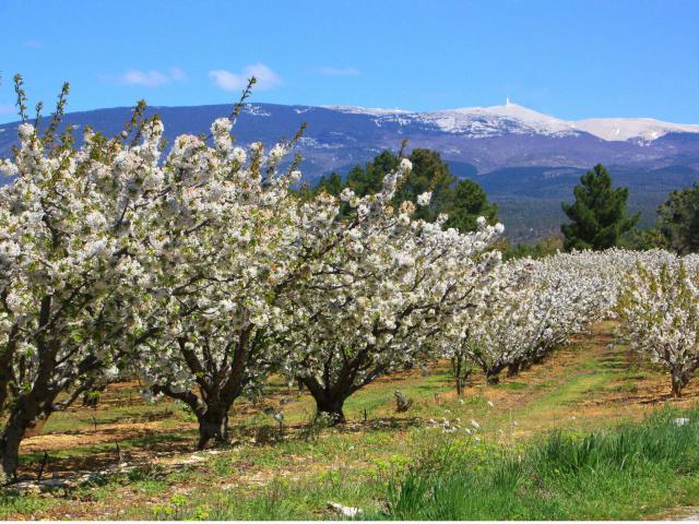 cerisiers-mont-ventoux-a-hocquel-vpa.jpg