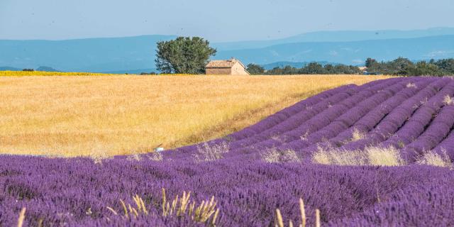 Champs Lavande Valensole Provence Ad04 Tverneuil