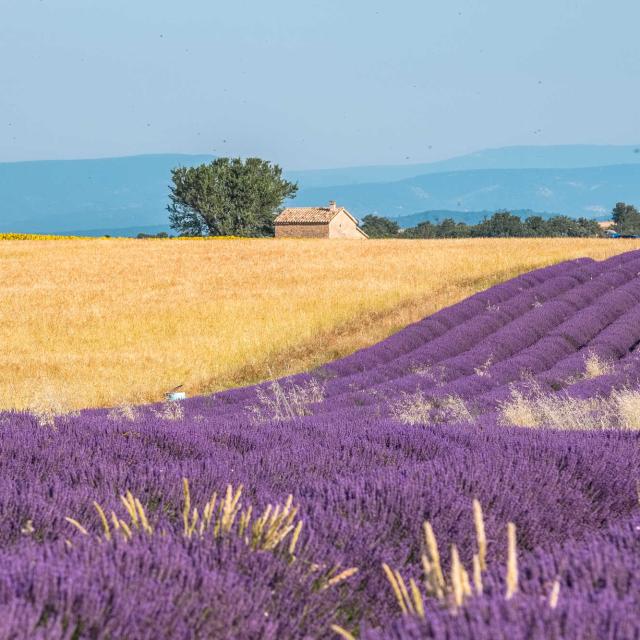 champs-lavande-valensole-provence-ad04-tverneuil.jpg