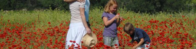 Fleur, printemps, famille, nature, balade