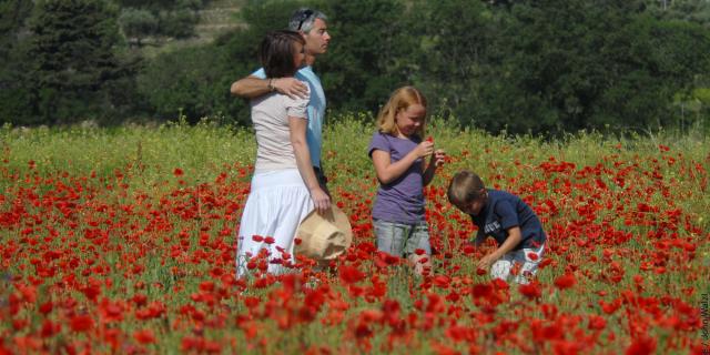 Fleur, printemps, famille, nature, balade