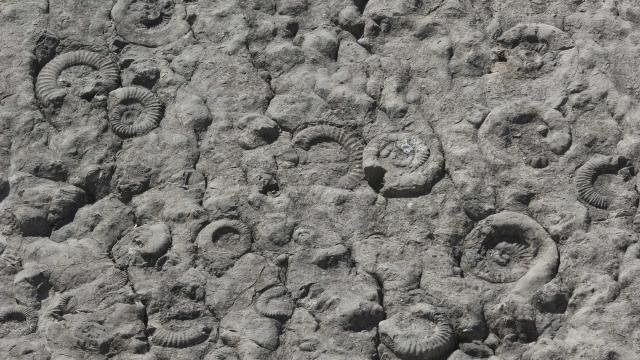 Dalle Ammonites Digne Les Bains Ad04 Mboutin