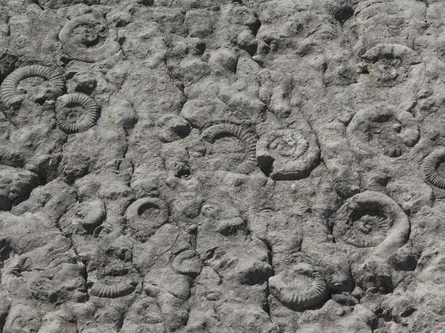 Dalle Ammonites Digne Les Bains Ad04 Mboutin