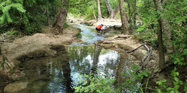 Gorgesducaramy Foret Massifsaintebaume Jauray