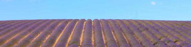 Lavande Provence Cmarchand