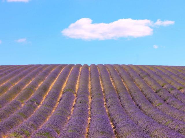 Lavande Provence Cmarchand