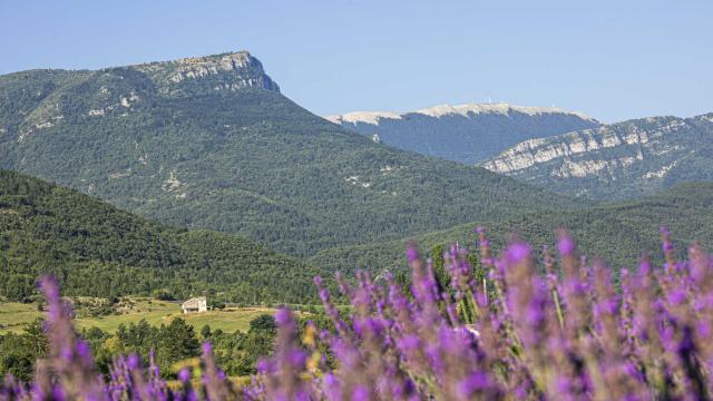 Champs de lavandes et Montagne de Lure