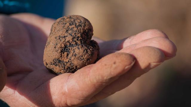 truffe-ventoux-pmarilly.jpg