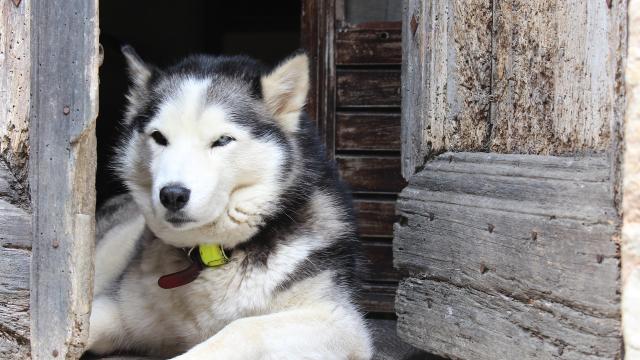 Chien-husky