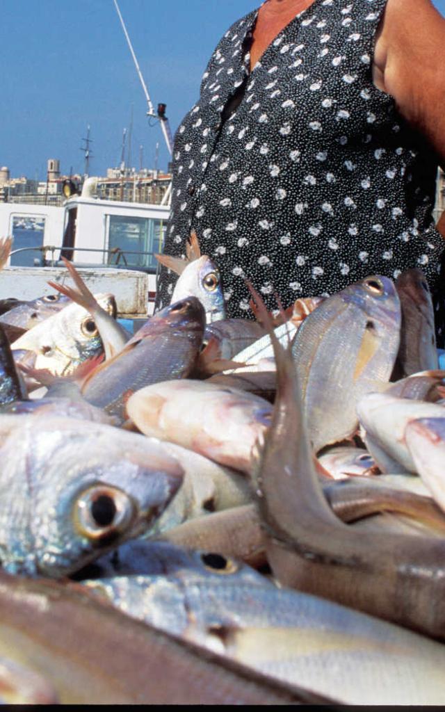 Marche Poissons Marseille