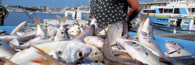 Marche Poissons Marseille