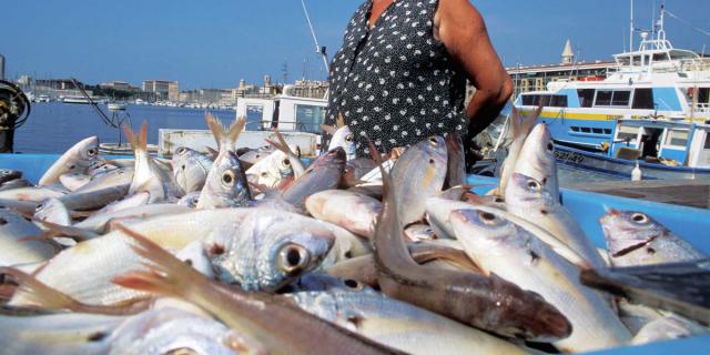 Marche Poissons Marseille