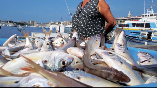 Marche Poissons Marseille