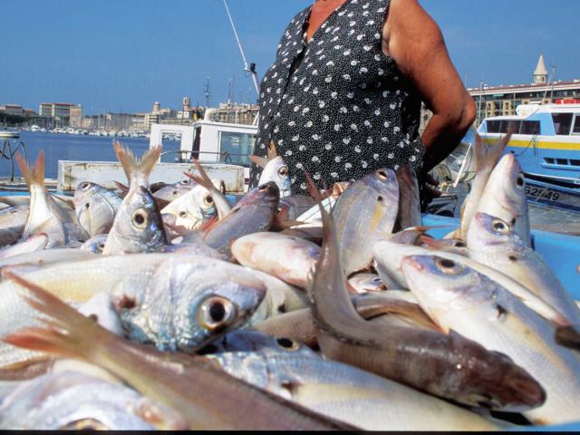 Marche Poissons Marseille