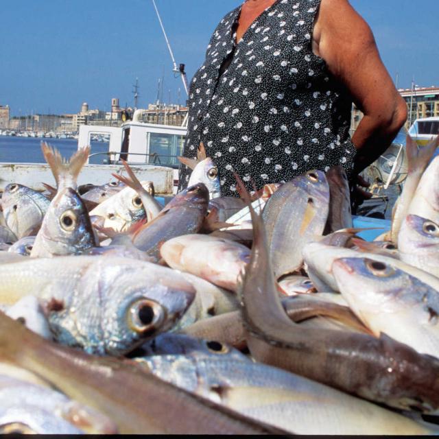 Marche Poissons Marseille