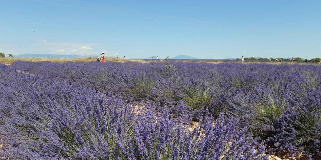 lavande-plateau-valensole-vidrasca.jpg