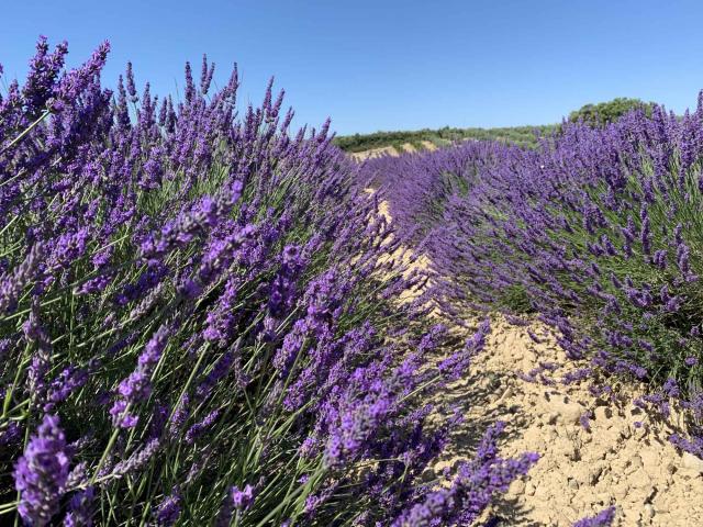 Lavande sur le plateau de Valensole