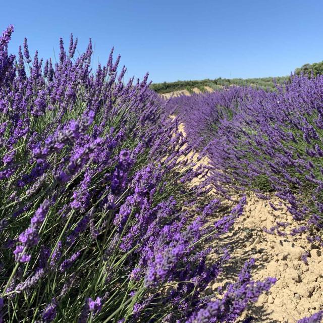 Lavande sur le plateau de Valensole