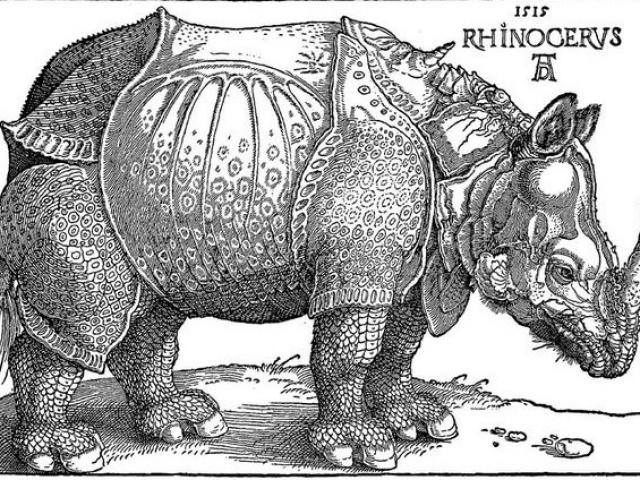 rhinoceros-dif.jpg