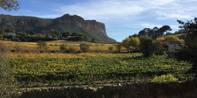 vignoble-cassis-cap-canaille-m-diduca.jpg