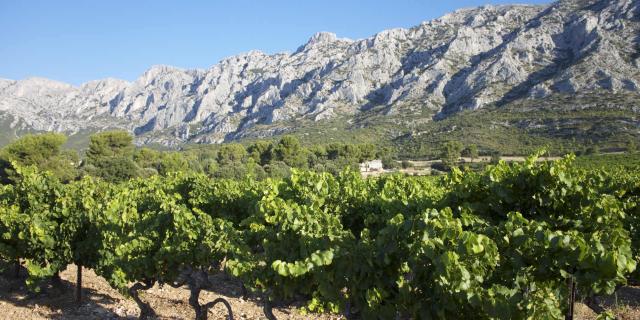 Montagne Sainte-Victoire et vignes