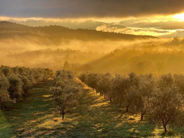 domaine-des-bergeries-de-haute-provence-oliviers.jpg