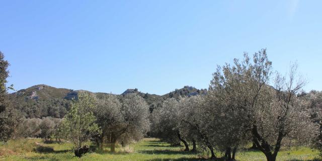 Parc Naturel Régional Alpilles