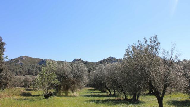 Parc Naturel Régional Alpilles