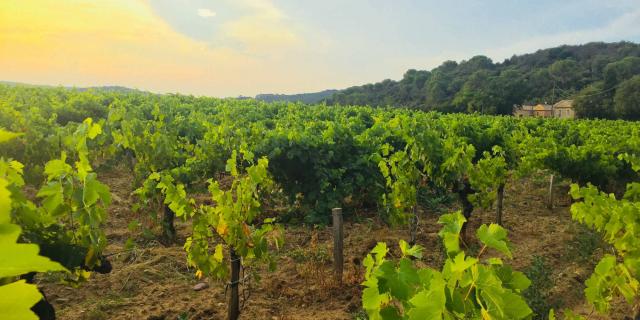 Vignes dans le Vaucluse