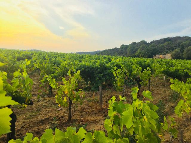 Vignes dans le Vaucluse