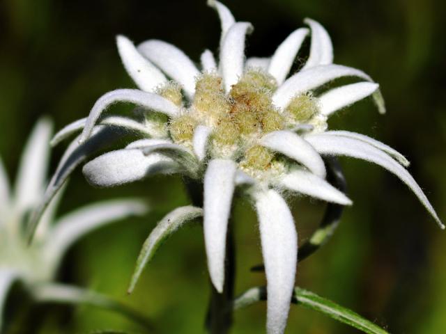 Edelweiss