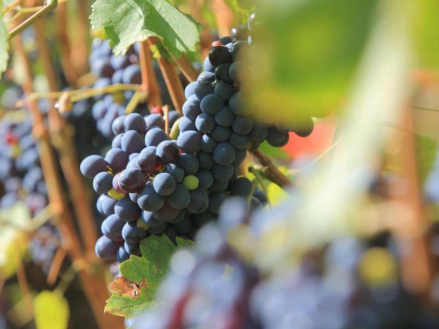 vendanges-bellet-cotedazur-jkelagopian-format-reduit.jpg