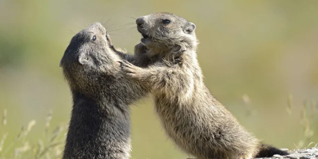 Marmottes Mercantour Alpes J.blanc