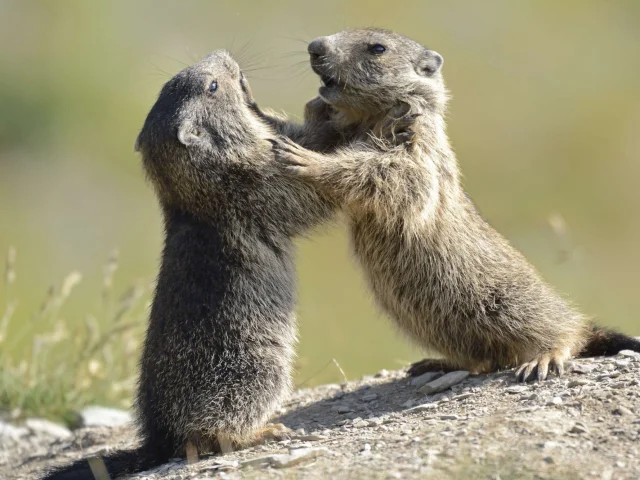 Marmottes Mercantour Alpes J.blanc