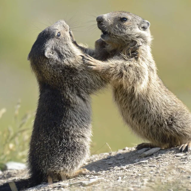 Marmottes Mercantour Alpes J.blanc