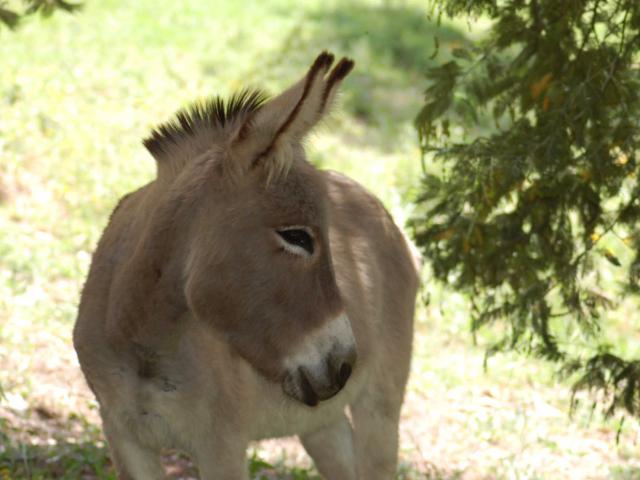 anes-alpilles-provence-ylemagadure.jpg