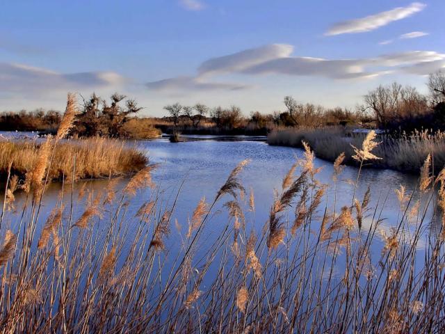 arles-camargue-amouton.jpg