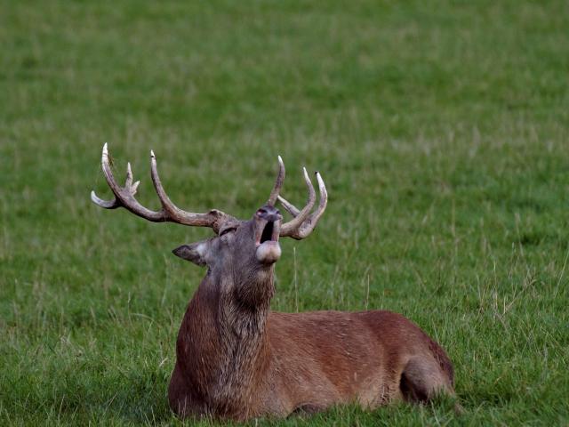 cerf-brame-pixabay.jpg