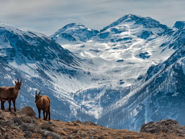 faune-parc-ecrins.jpg