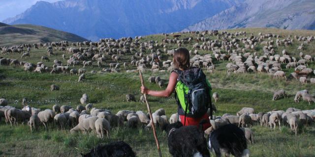 Bergère Ubaye Maison De La Transhumance (1)