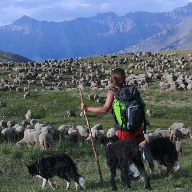 Bergère Ubaye Maison De La Transhumance (1)