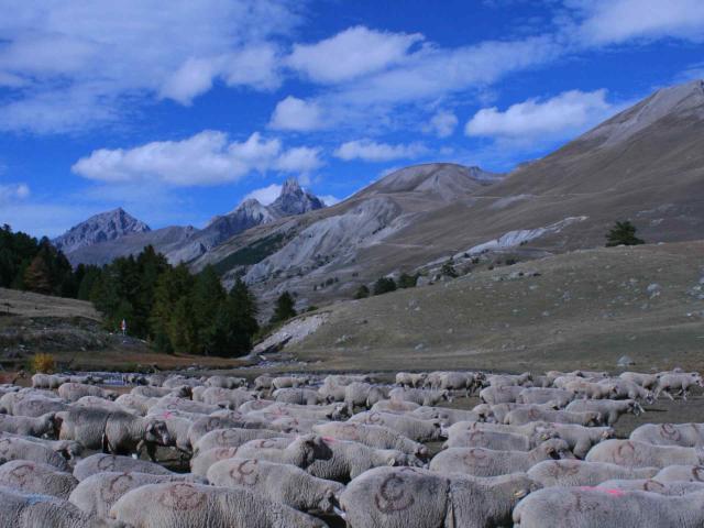 Chien Protection Lauzanier Maison De La Transhumance (1)