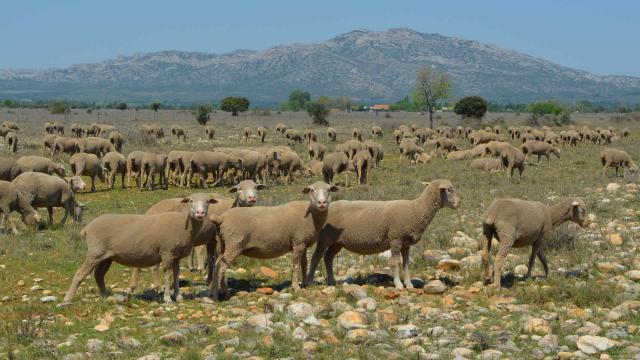 coussouls-domaine-du-merle-maison-de-la-transhumance-1.jpg