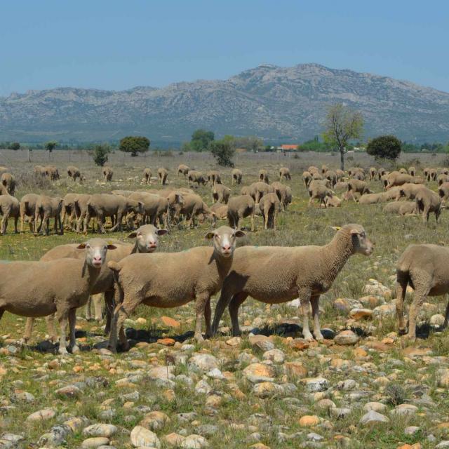 Coussouls Domaine Du Merle Maison De La Transhumance (1)