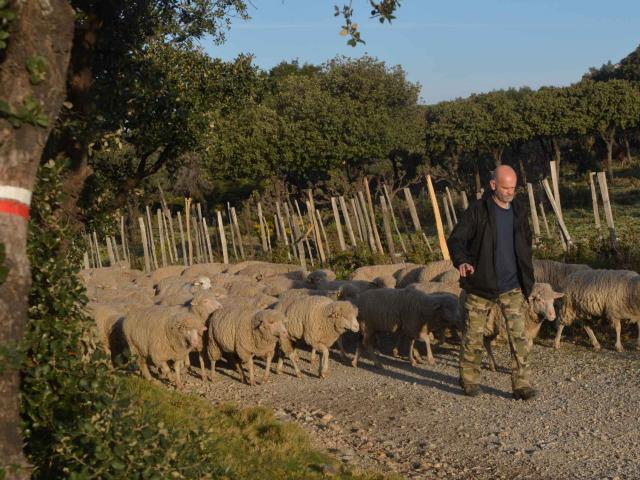 Denis Troupeau Merle Alpilles Maison De La Transhumance (1)