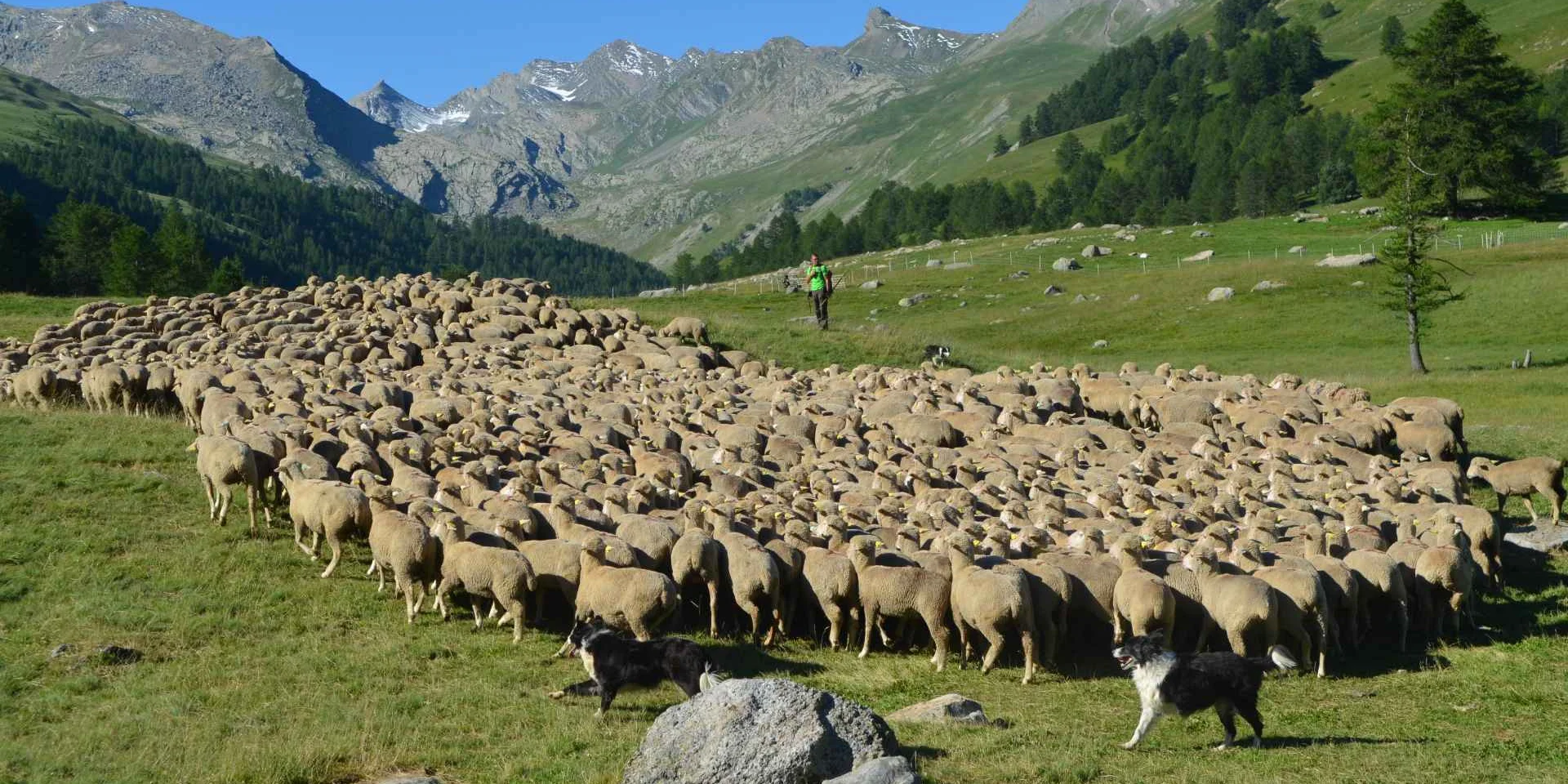 Troupeau Lauzanier Maison De La Transhumance (1)