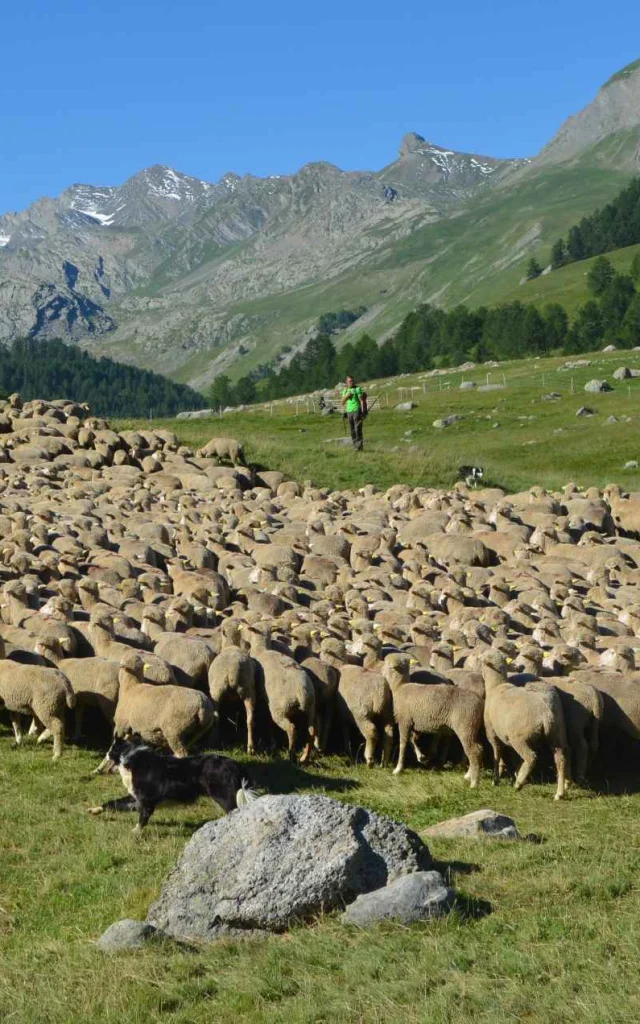 Troupeau Lauzanier Maison De La Transhumance (1)